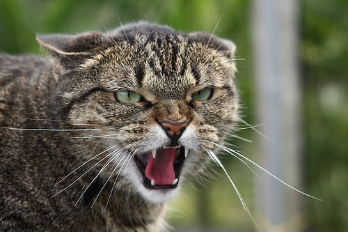 Angry cat sound by koriiiiiiiiiiiiii Sound Effect - Meme Button - Tuna